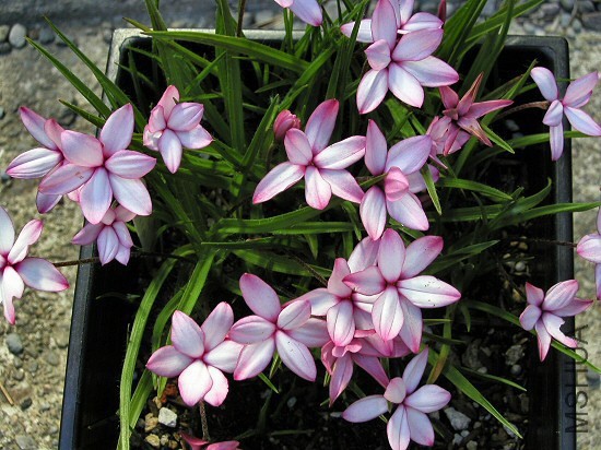 Rhodohypoxis_baurii_msi.jpg