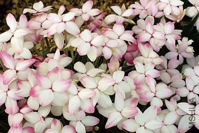 Rhodohypoxis_baurii_Pictus.jpg
