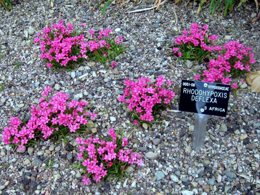 Rhodohypoxis_deflexa_DUBG_2009-06-03.jpg