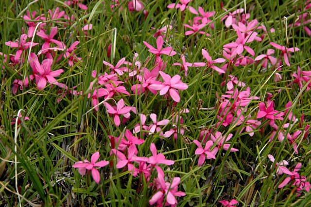 Rhodohypoxis_no1_NaudesNek_br.jpg