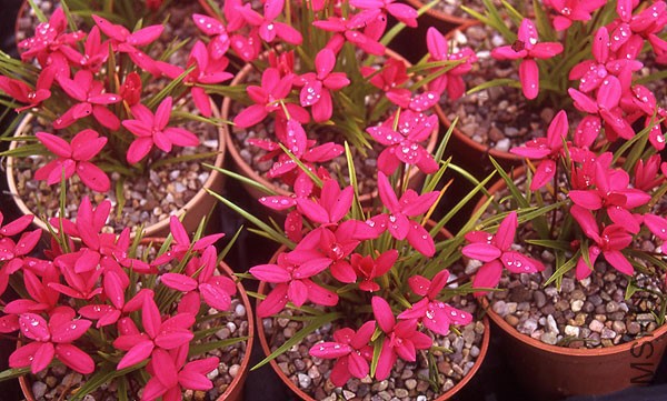 Rhodohypoxis-milloides.jpg