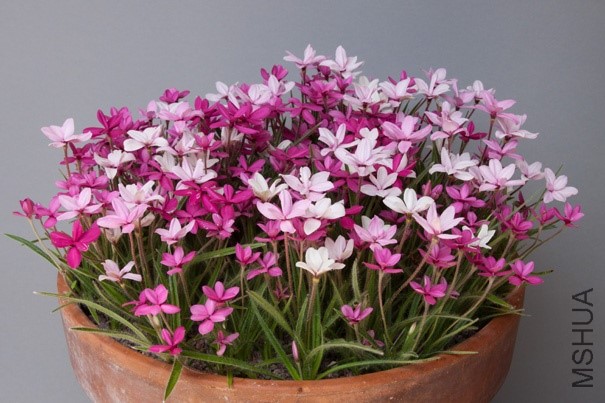 sized51-67-rhodohypoxis-baurii_426814051.jpg