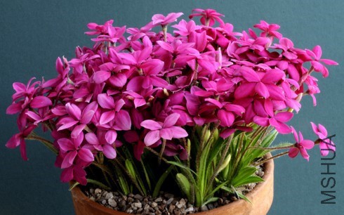 sizedRhodohypoxis Tetra Red class 95 Colin Dolding Downland Trophy3884.jpg