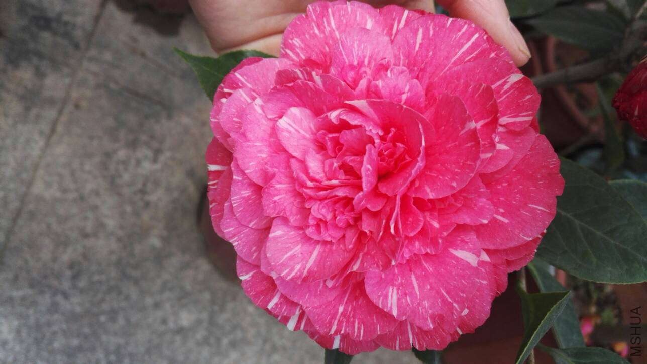075158ssusdskkfmfpigs7.jpg