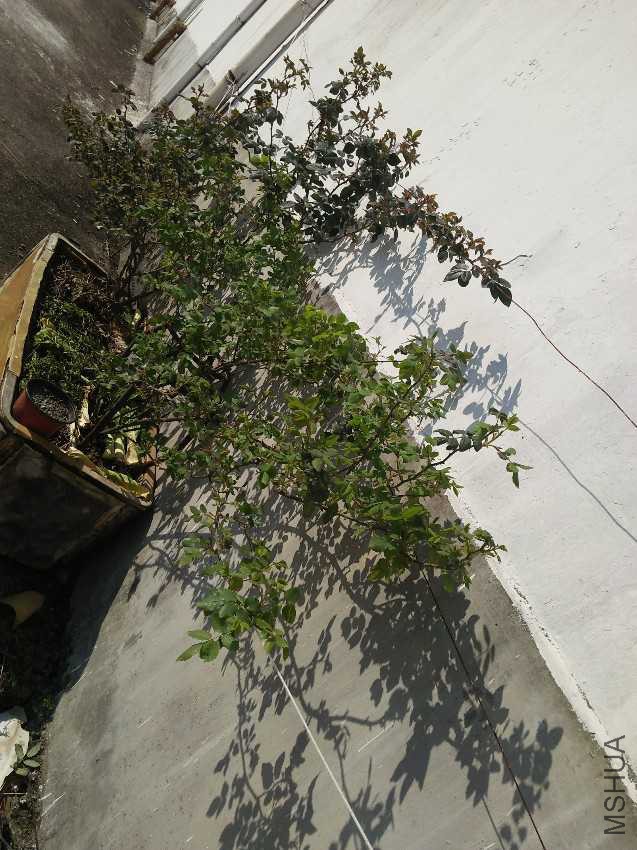 IMG20170315085553.jpg