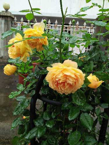 104455rzrxx8eal84204xr.jpg