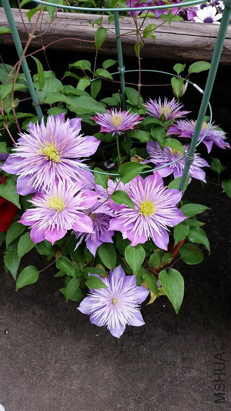 img005.jpg