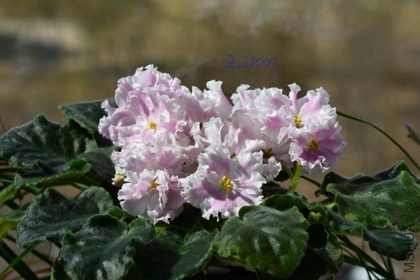 DSC_7093.JPG