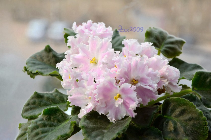 DSC_6733.JPG