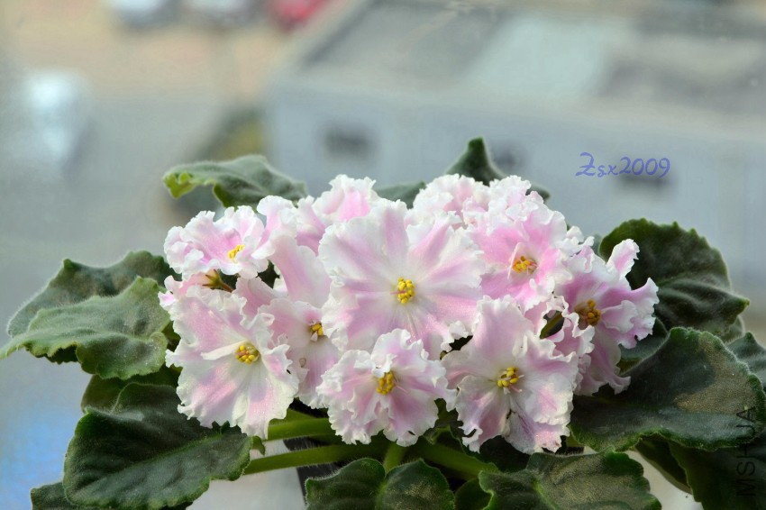 DSC_6732.JPG