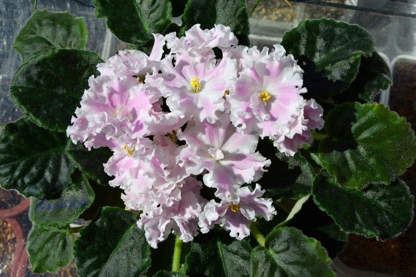 DSC_7095.JPG