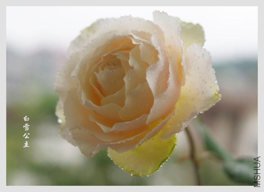 _IGP7248.JPG