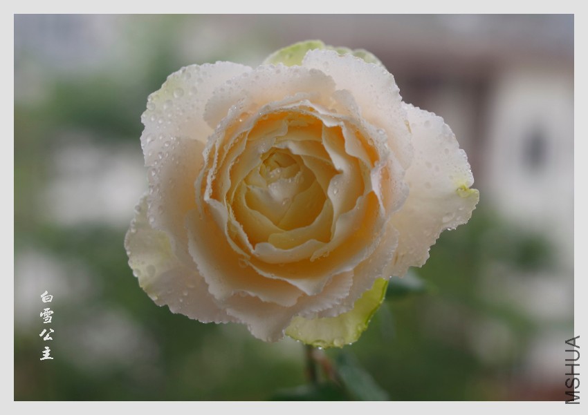 _IGP7252.JPG