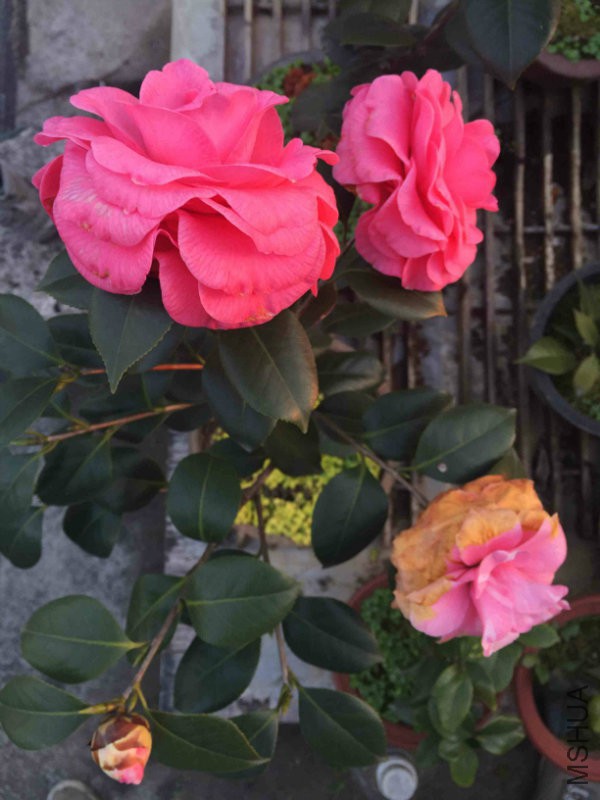 IMG_3292_�?��.jpg