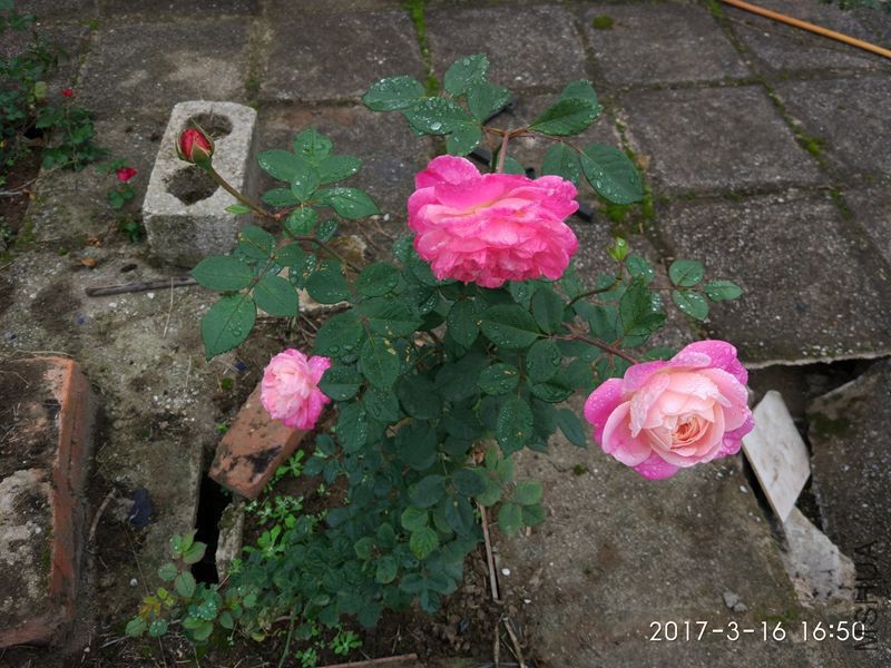 IMG_20170316_165036.jpg