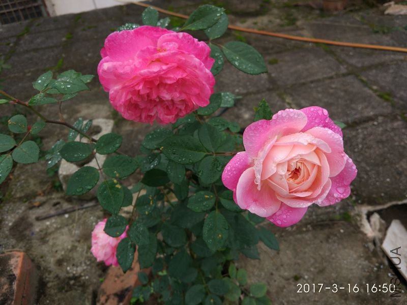 IMG_20170316_165043.jpg