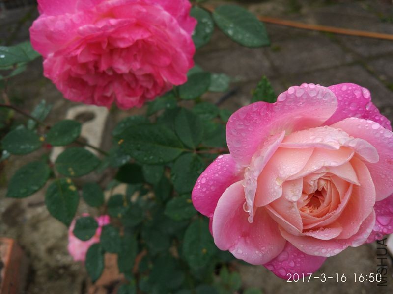 IMG_20170316_165046.jpg
