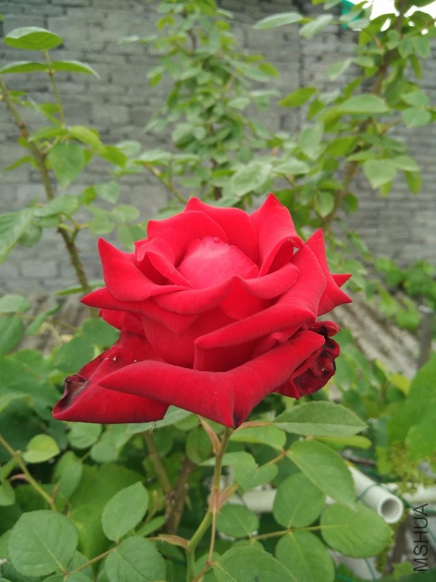 psb (4).jpg
