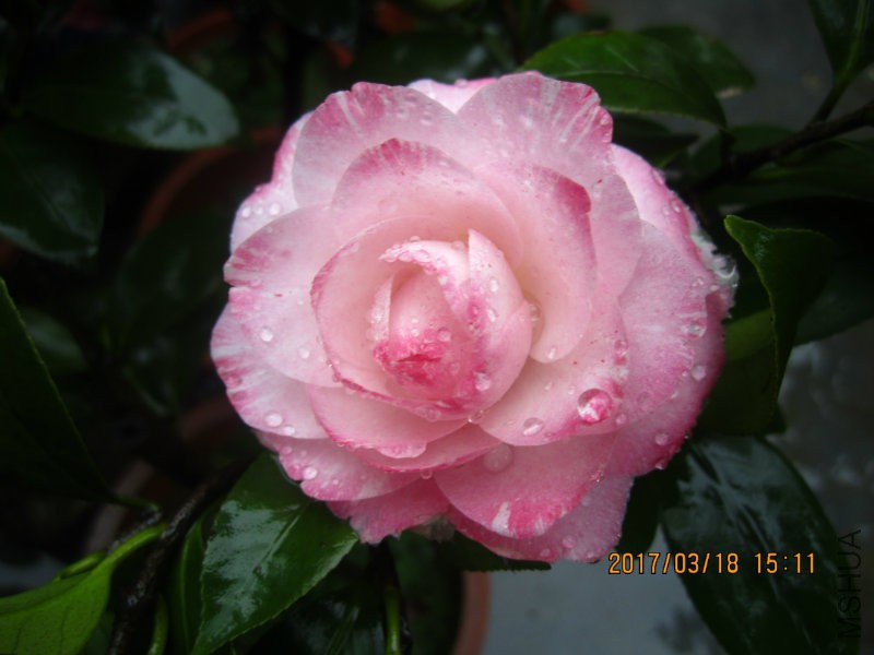 IMG_8810.JPG