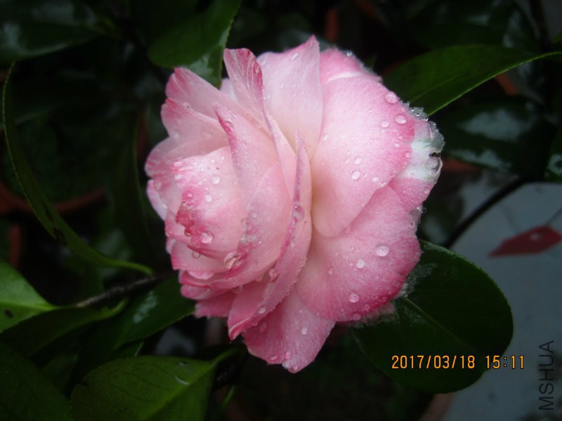 IMG_8811.JPG