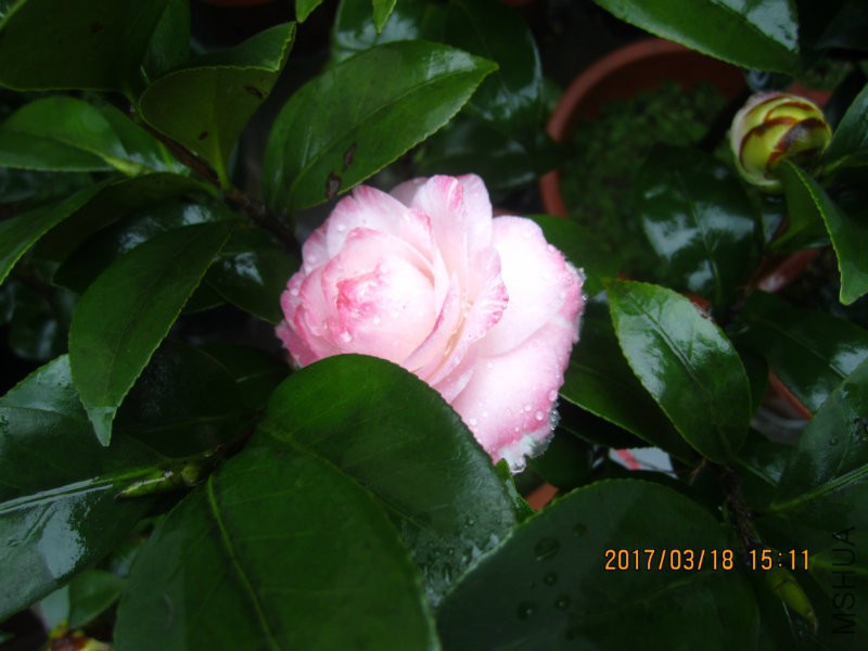 IMG_8812.JPG