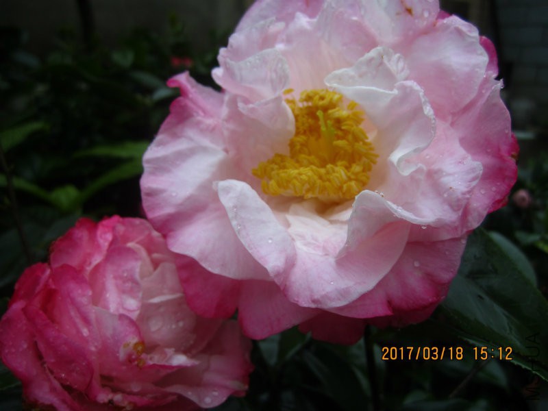 IMG_8816.JPG