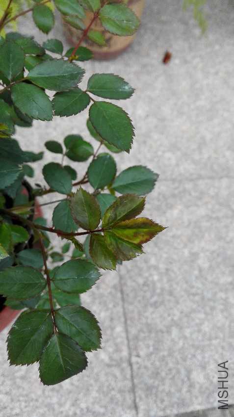 IMG_20170318_165122.jpg