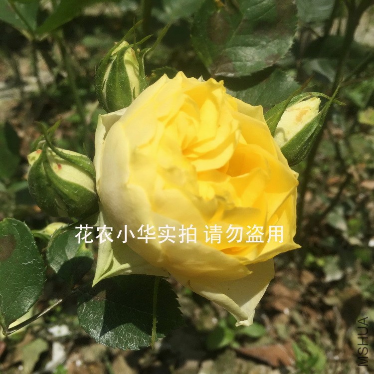 ��˿ȸok750.jpg