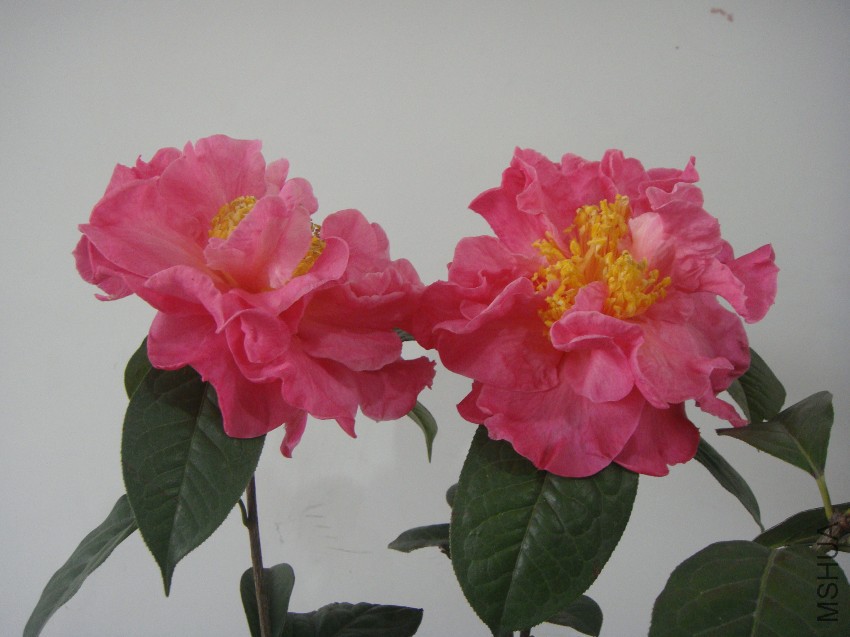 DSC04675.JPG