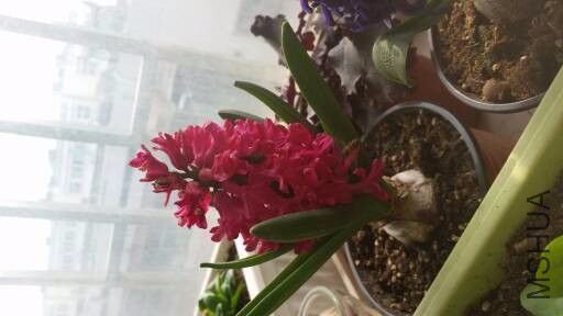20170214_130619.jpg.JPG
