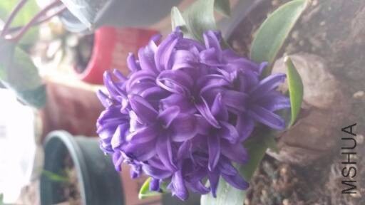 20170208_134032.jpg.JPG