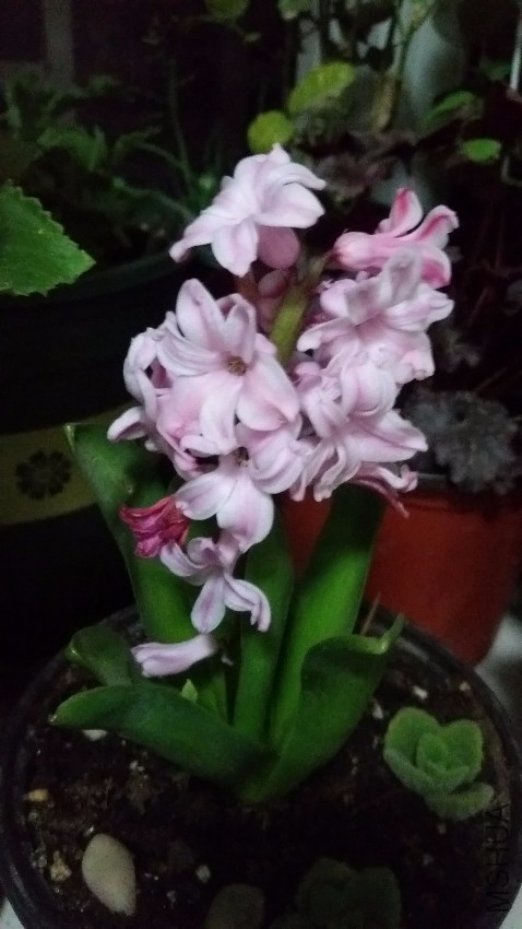 20170317_202321.jpg
