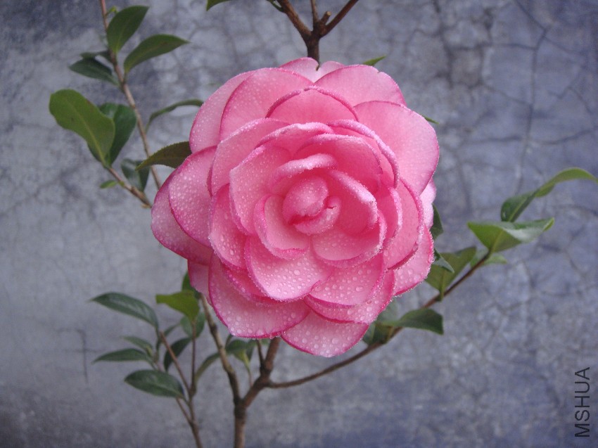DSC04505.JPG