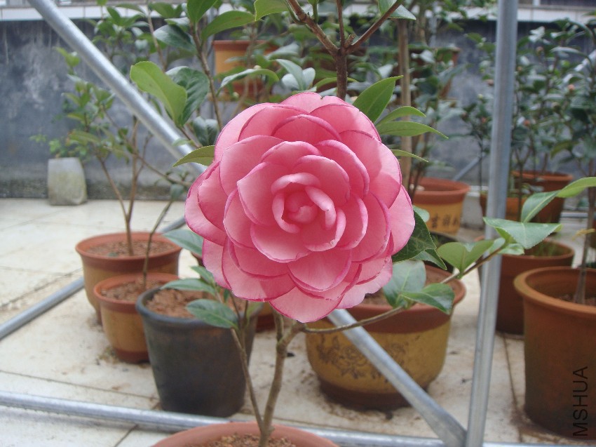 DSC04489.JPG
