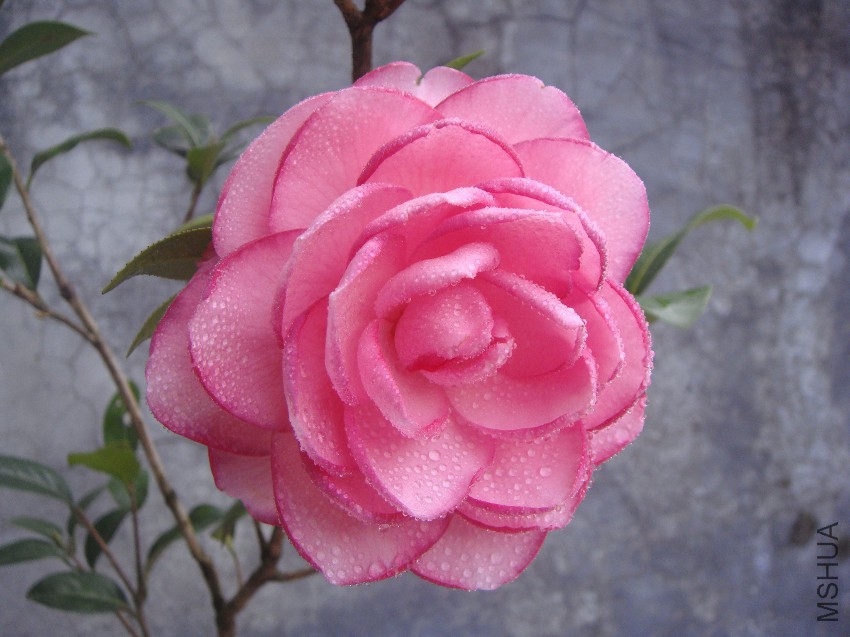 DSC04507.JPG