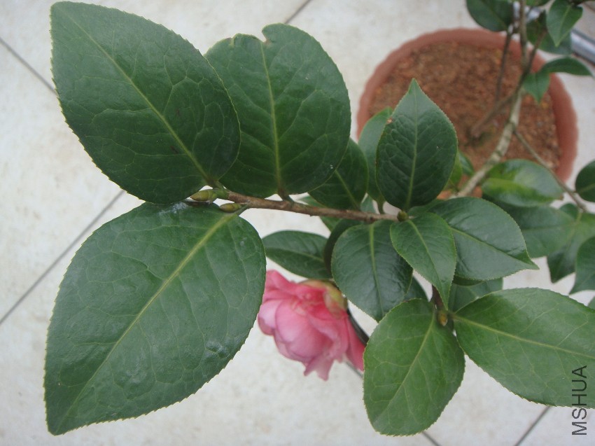 DSC04478.JPG