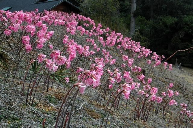 Amaryllis_belladonna_2014_br4.jpg