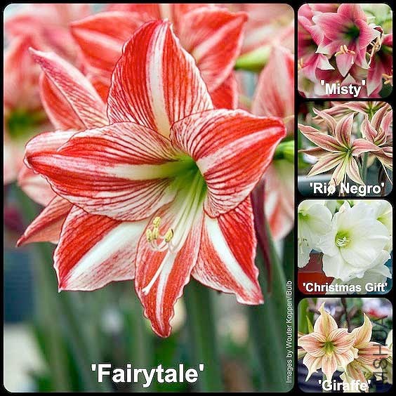 amaryllis-varieties1.jpg