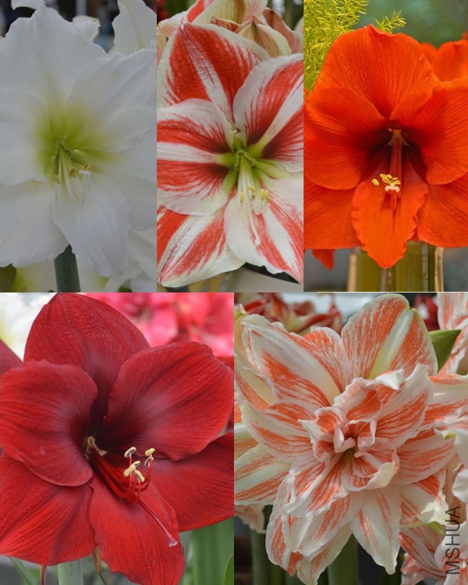 amaryllis-bulb-mix.jpg