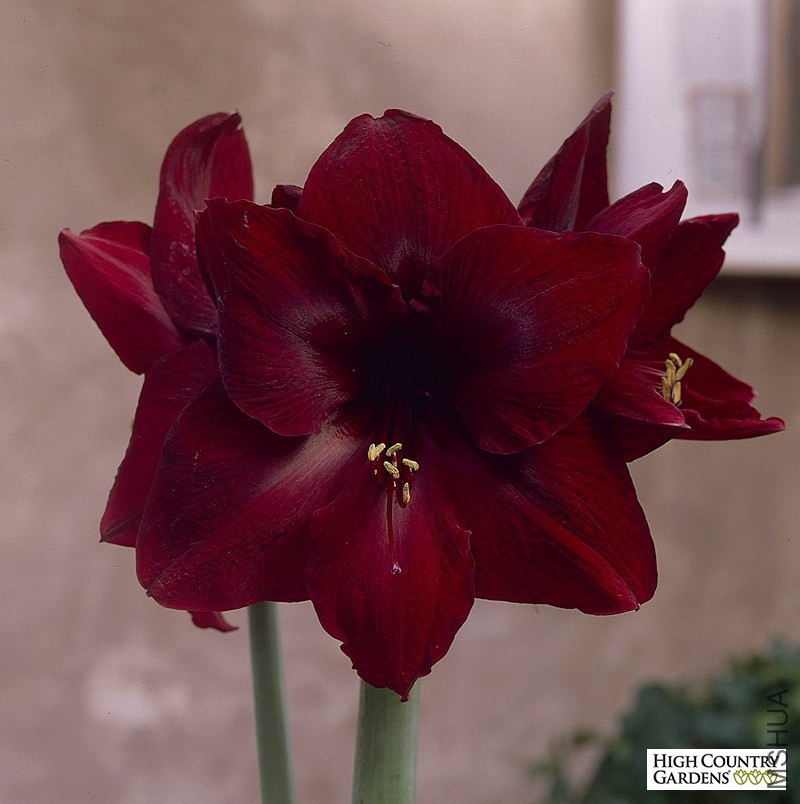 elbo12979-amaryllis-red-pearl.jpg