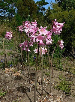 250px-Amaryllis_belladonna_sfbg_1.jpg