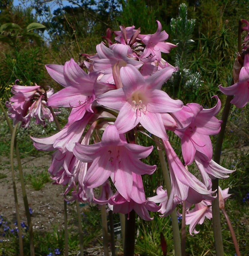 Amaryllis_belladonna_0002_2.jpg