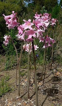 Amaryllis_belladonna-flowering.jpg
