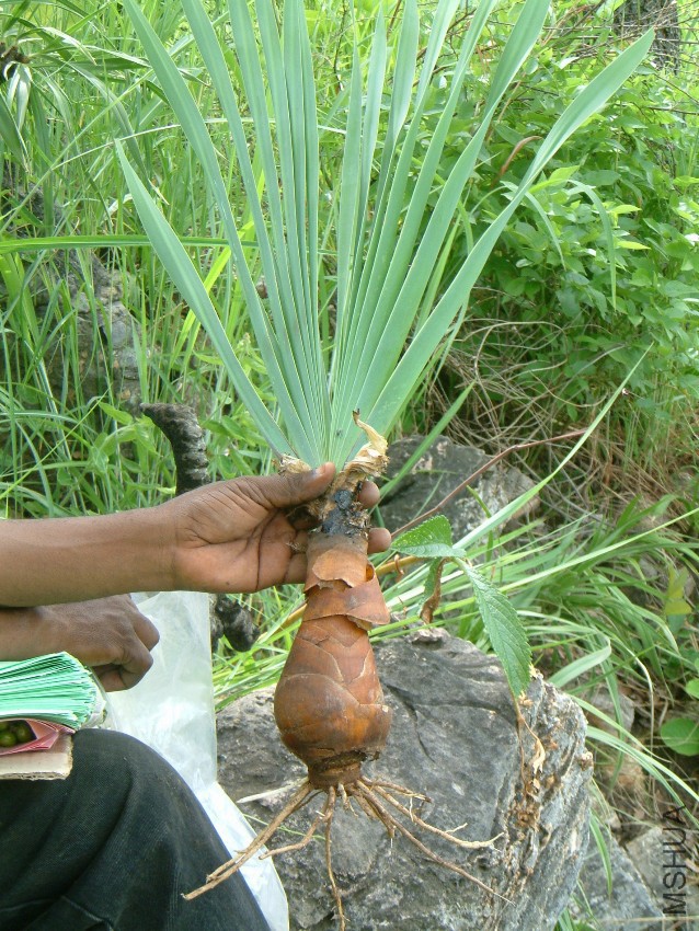 Boophone disticha (L_f_) Herb_-1335254268.jpg