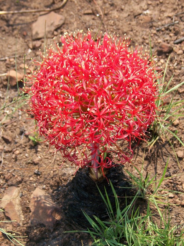 Boophone disticha (L_f_) Herb_-1335254272.jpg