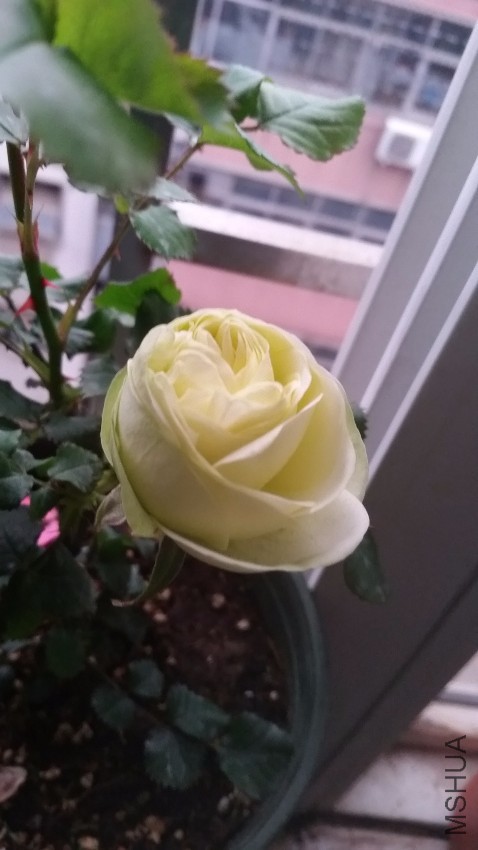 20170320_065337.jpg