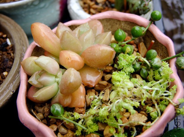 DSCF4465.jpg