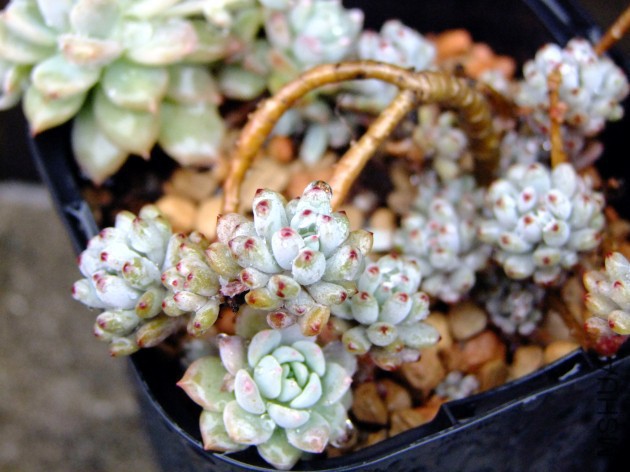 DSCF4492.jpg