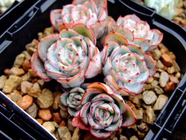 DSCF4515.jpg