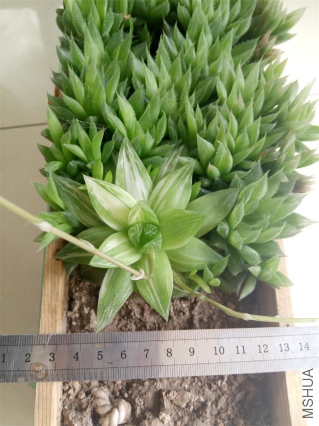 7�����ݽ���15Ԫ